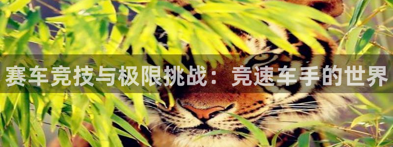 球客岛：赛车竞技与极限挑战：竞速车手的世界