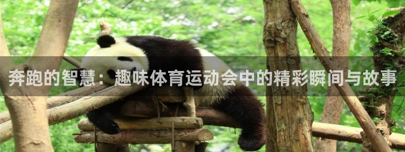 球客岛：奔跑的智慧：趣味体育运动会中的精彩瞬间与故事